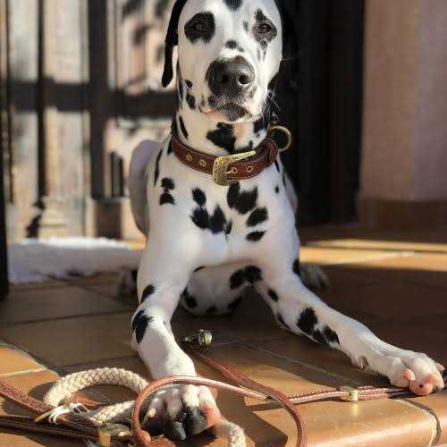 Genuine Embossed Italian Leather Dog Collar B13650