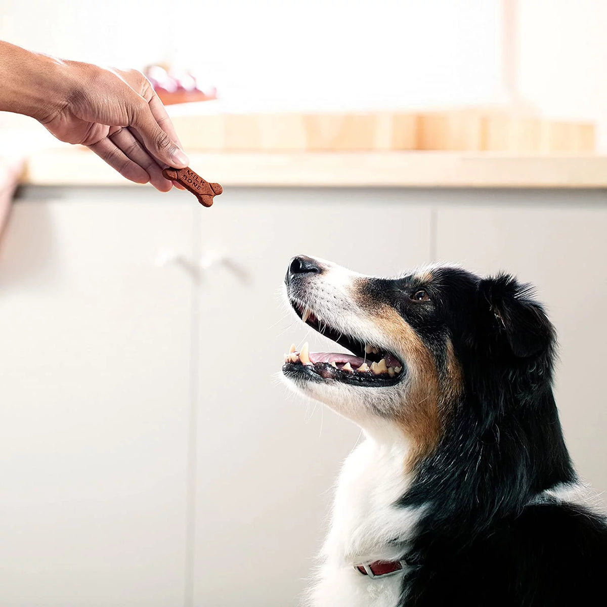 Soft & Chewy Beef Dog Treats 25 Ounces Y9401
