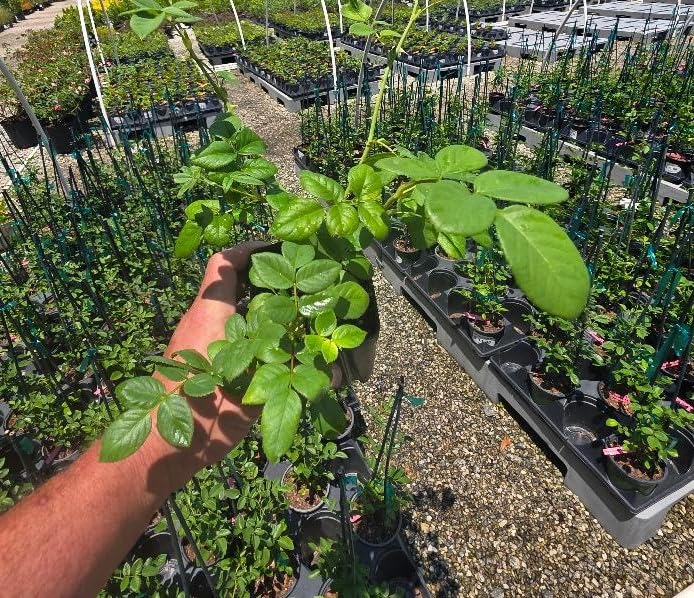 White Climbing Rose Live Plant 1 QT Z87356