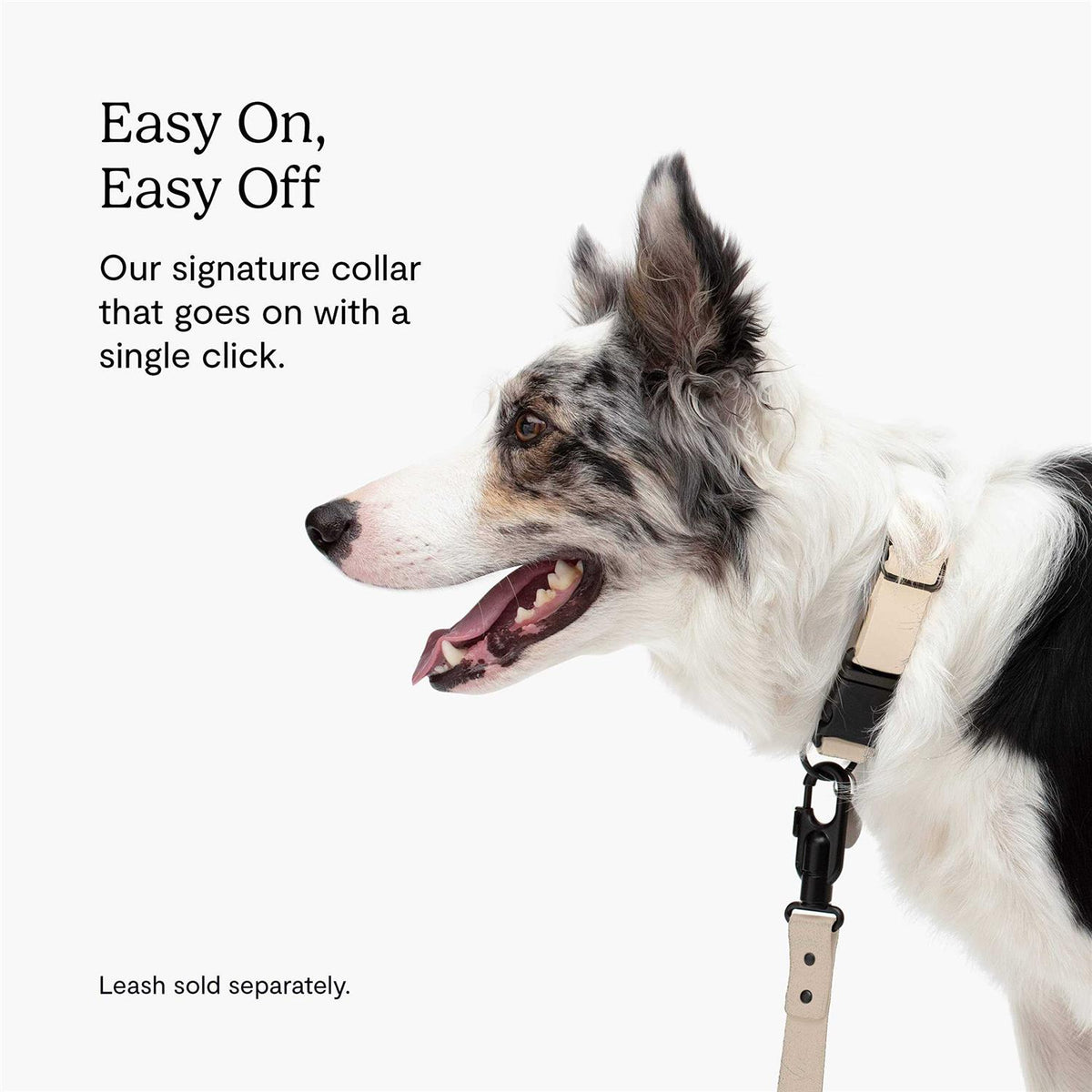 Dog Collar E641
