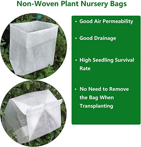 White Climbing Rose Live Plant 1 QT Z87356