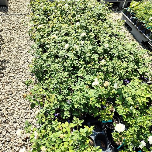 White Climbing Rose Live Plant 1 QT Z87356