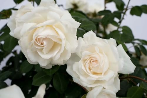 White Climbing Rose Live Plant 1 QT Z87356