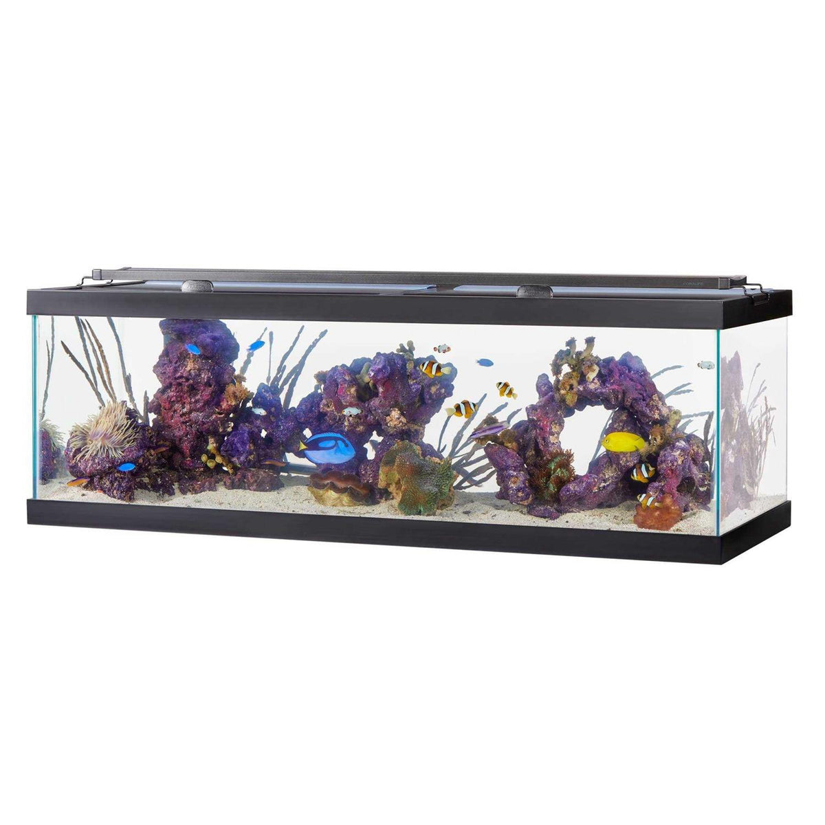 Standard Glass Rectangle Aquarium S338468