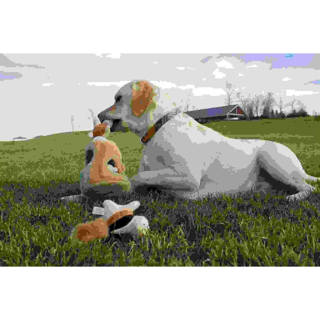 Hide A Squirrel Dog Toy X492336
