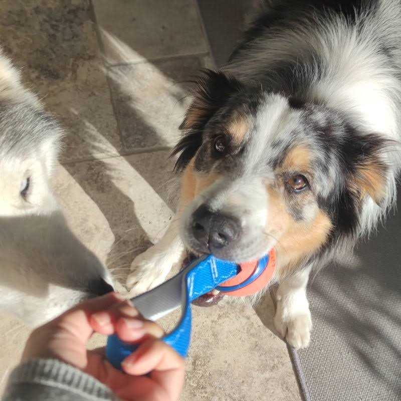 Dog Toy Y223576