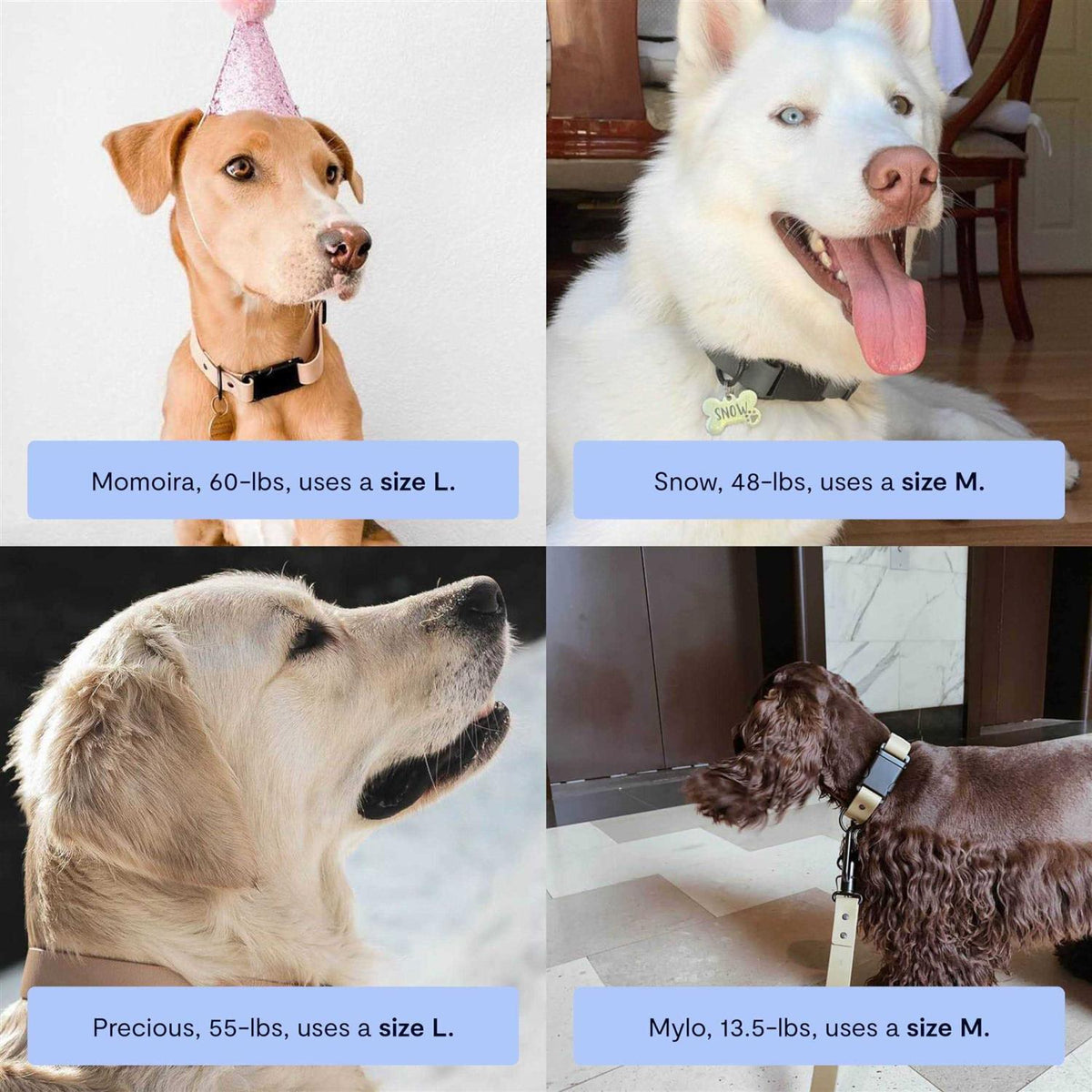 Dog Collar E641