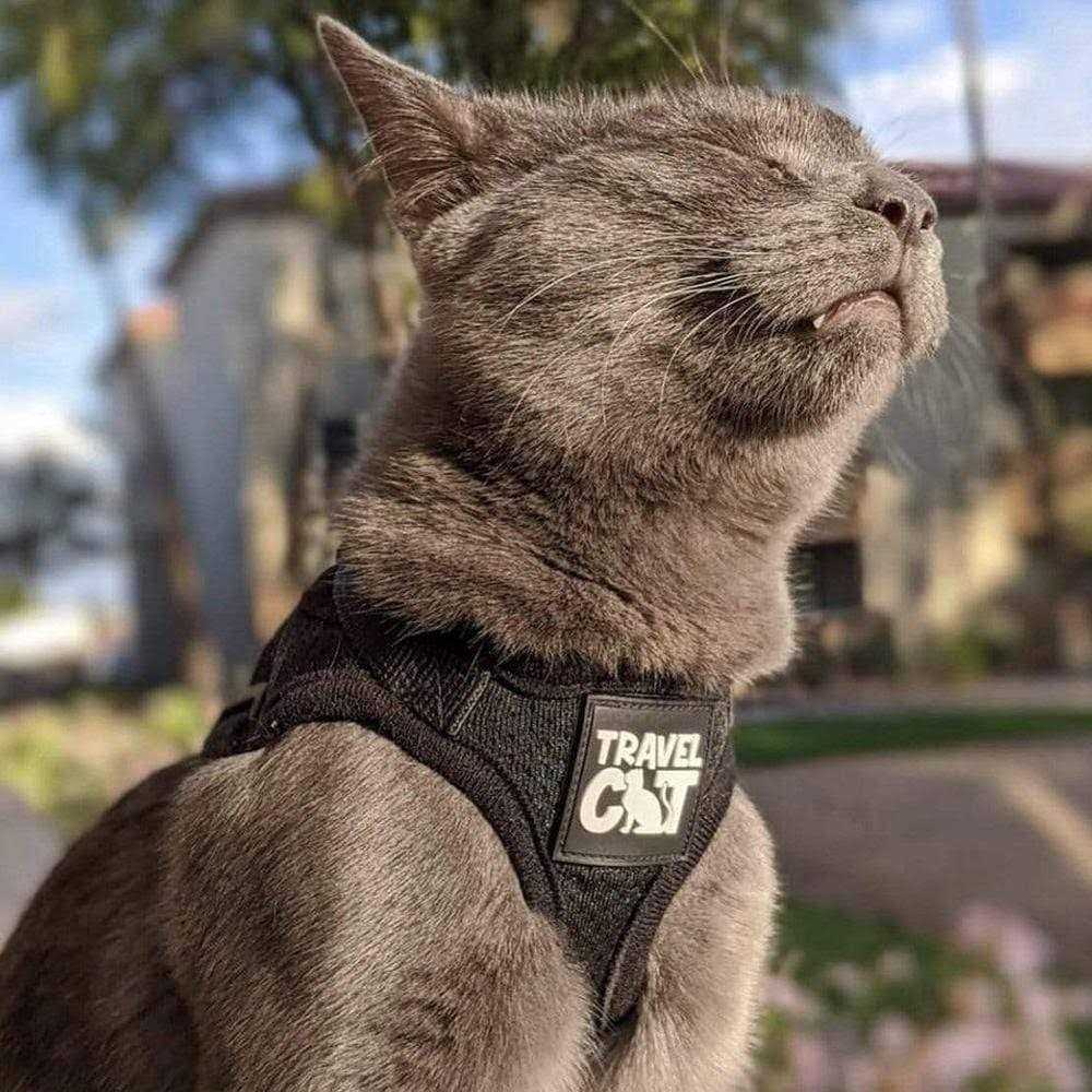 Reflective Cat & Kitten Harness and Leash X835