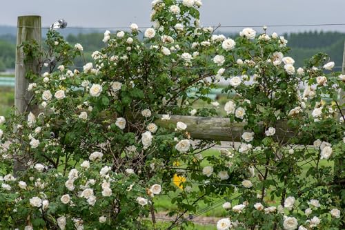 White Climbing Rose Live Plant 1 QT Z87356