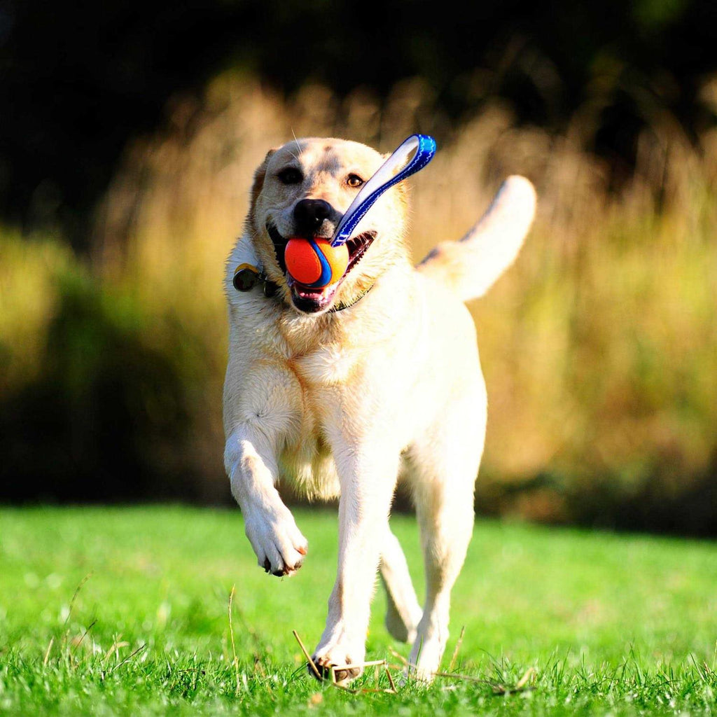 Dog Toy Y223576