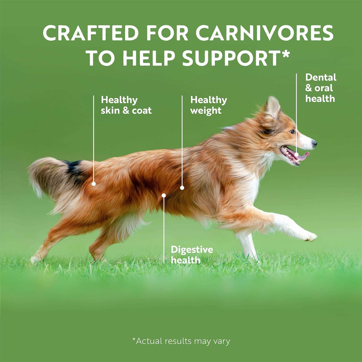 Canned Dog Food U616402
