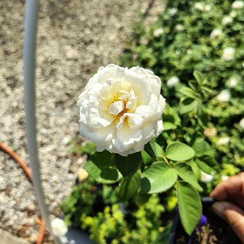 White Climbing Rose Live Plant 1 QT Z87356