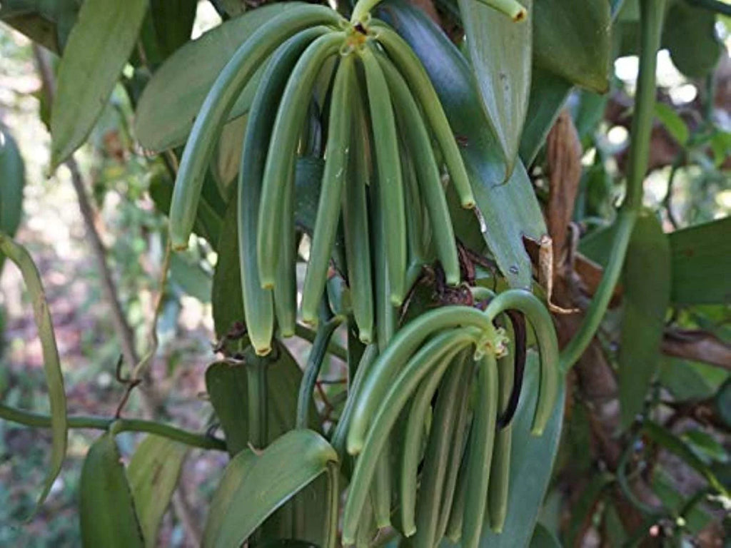 4oz Organic Vanilla Beans Grade A L64526