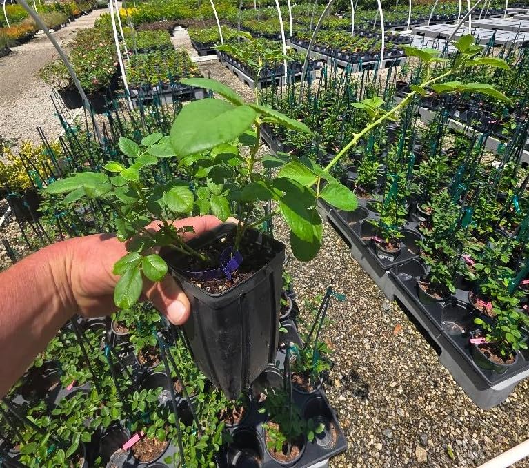 White Climbing Rose Live Plant 1 QT Z87356