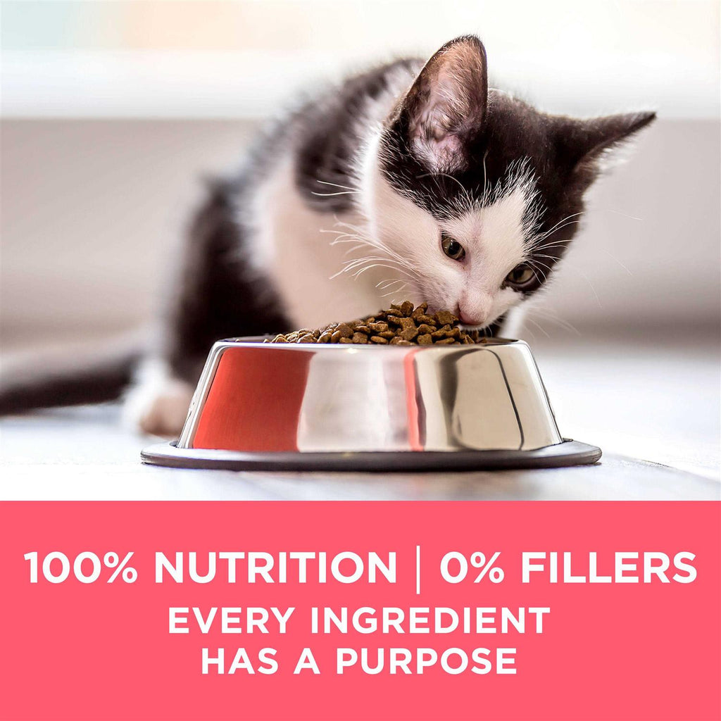 Kitten Dry Food X22553
